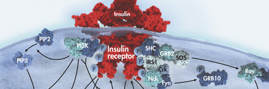 Insulin Signaling